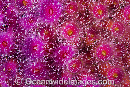 Jewel Anemones photo Jewel Anemones photo