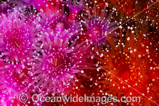 Jewel Anemones photo Jewel Anemones photo