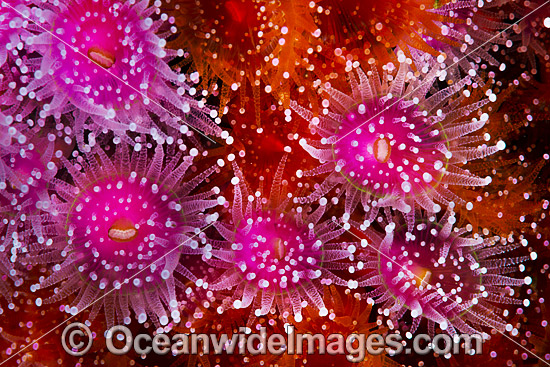 Jewel Anemones photo Jewel Anemones photo