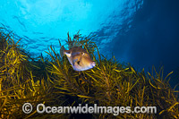 Leatherjacket in Kelp Tasmania Photo - Gary Bell