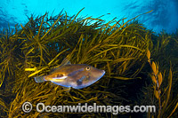 Leatherjacket in Kelp Photo - Gary Bell