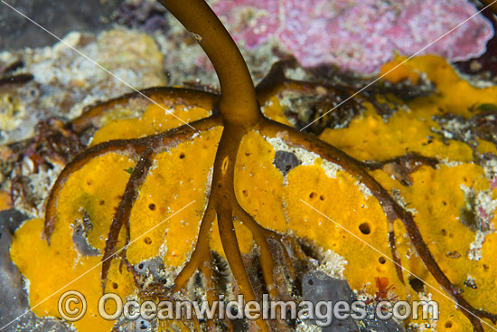 Kelp Holdfast photo Kelp Holdfast photo