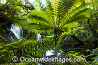 Horseshoe Falls Tasmania Photo - Gary Bell