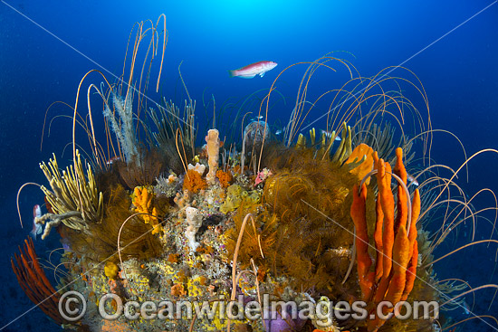 Tasmania Underwater Reef photo