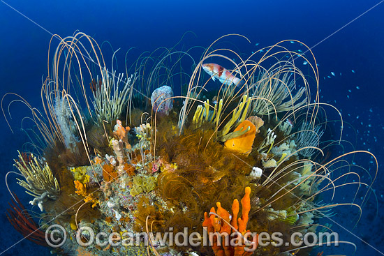 Temperate Reef Tasmania photo