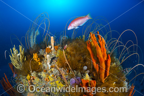 Tasmania Underwater Reef photo