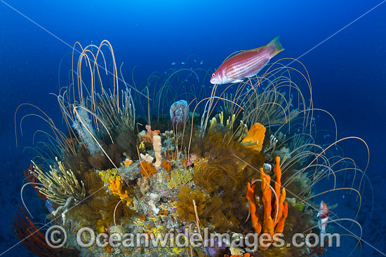 Tasmania Underwater photo
