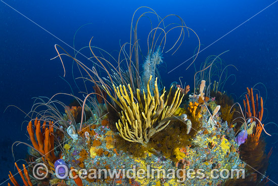 Deep water Reef Tasmania photo