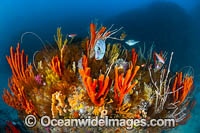 Deep water Reef Tasmania Photo - Gary Bell