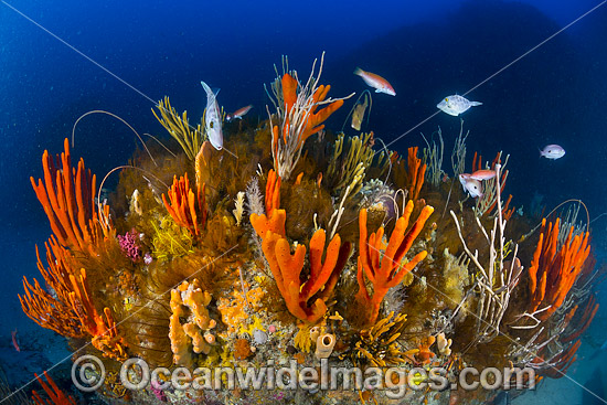 Temperate Reef Tasmania photo