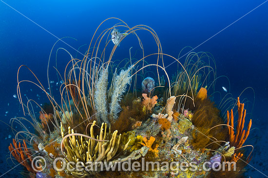 Tasmania Underwater photo