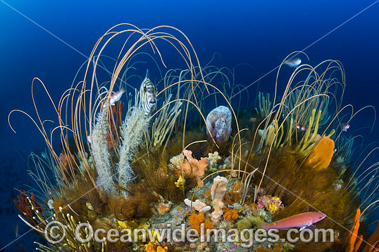 Tasmania Underwater photo