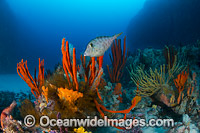 Velvet Leatherjacket Tasmania Photo - Gary Bell
