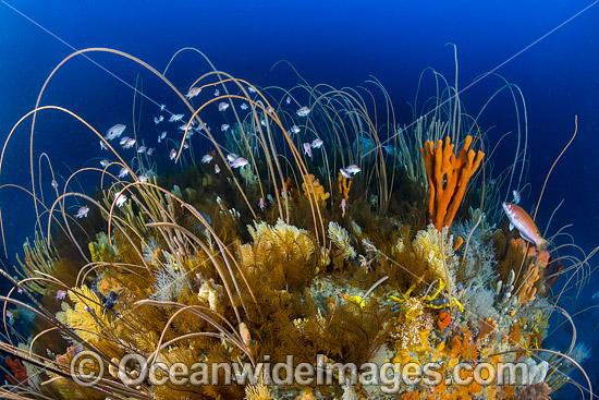 Tasmania Underwater photo