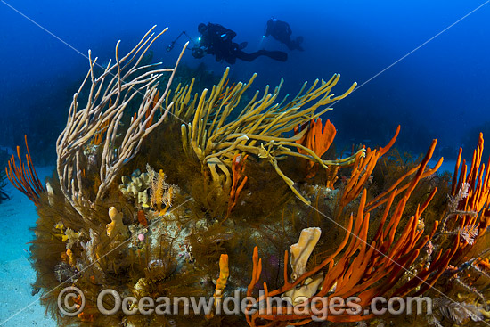 Tasmania Underwater photo