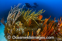 Tasmania Underwater Photo - Gary Bell