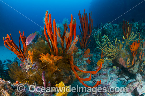 Temperate Reef Tasmania photo