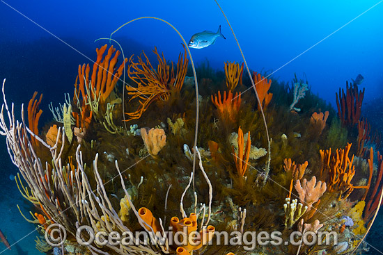 Tasmania Underwater photo
