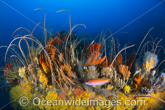 Deep water Reef Tasmania photo