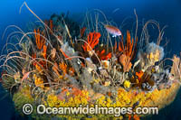 Tasmania Underwater Photo - Gary Bell