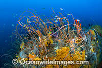 Temperate Reef Tasmania Photo - Gary Bell