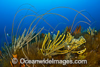 Tasmania Underwater Photo - Gary Bell