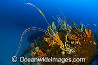 Temperate Reef Tasmania Photo - Gary Bell