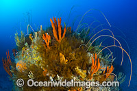 Tasmania Underwater Photo - Gary Bell
