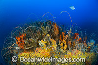 Temperate Reef Tasmania Photo - Gary Bell