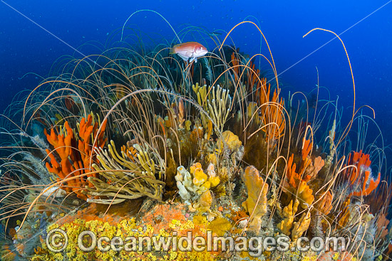 Tasmania Underwater photo