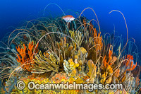 Tasmania Underwater Photo - Gary Bell
