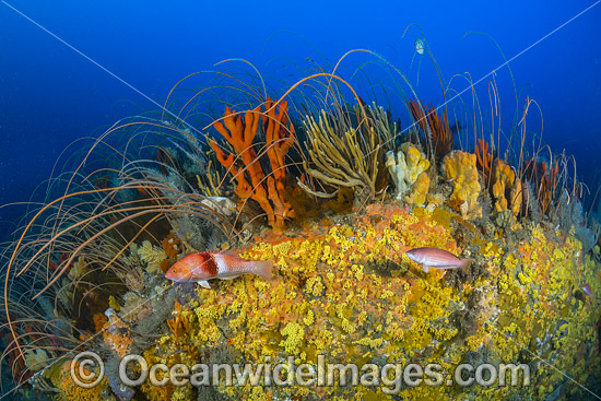 Temperate Reef Tasmania photo