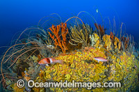 Temperate Reef Tasmania Photo - Gary Bell