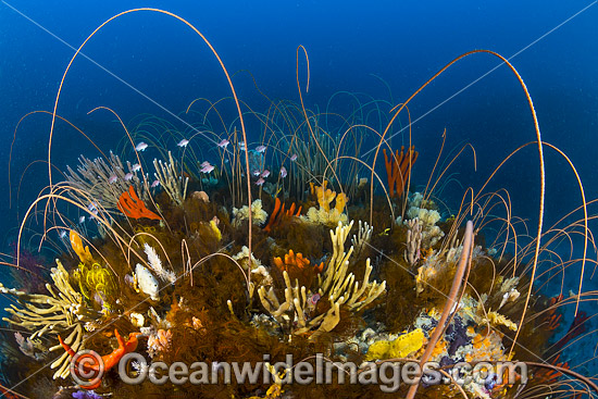 Tasmania Underwater photo