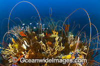 Tasmania Underwater Photo - Gary Bell
