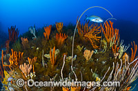 Temperate Reef Tasmania Photo - Gary Bell