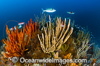 Tasmania Underwater Photo - Gary Bell