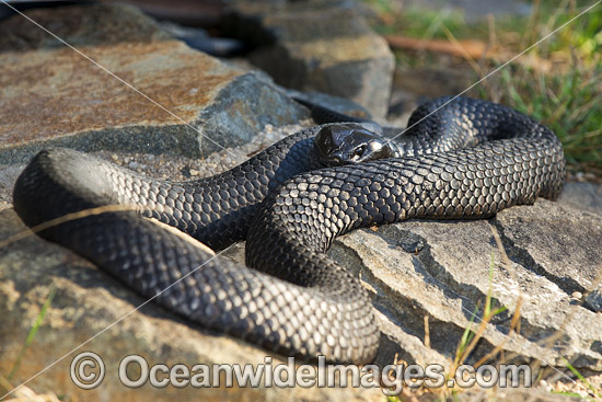 Tasmanian Tiger Snake photo Tasmanian Tiger Snake photo