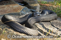 Tasmanian Tiger Snake Photo - Gary Bell