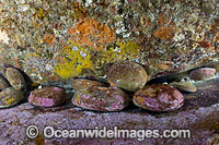 Blacklip Abalone Tasmania Photo - Gary Bell