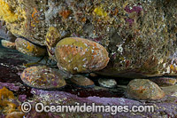 Blacklip Abalone Photo - Gary Bell