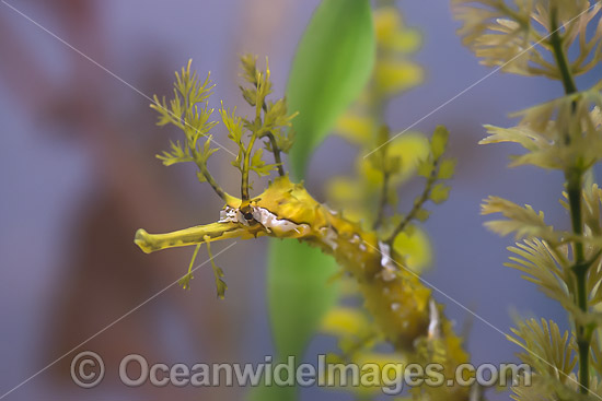 Ribboned Seadragon photo Ribboned Seadragon photo