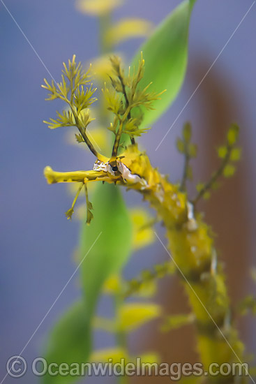 Ribboned Seadragon Haliichthys taeniophorus photo Ribboned Seadragon Haliichthys taeniophorus photo