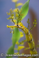 Ribboned Seadragon Haliichthys taeniophorus Photo - Gary Bell