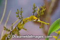 Ribboned Seadragon Photo - Gary Bell