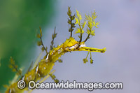 Ribboned Seadragon Haliichthys taeniophorus Photo - Gary Bell