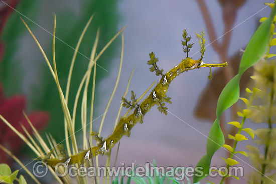 Ribboned Seadragon photo Ribboned Seadragon photo