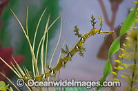 Ribboned Seadragon Photo - Gary Bell