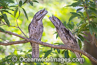 Tawny Frogmouth Australia Photo - Gary Bell