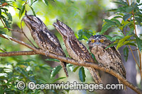 Tawny Frogmouth Australia Photo - Gary Bell
